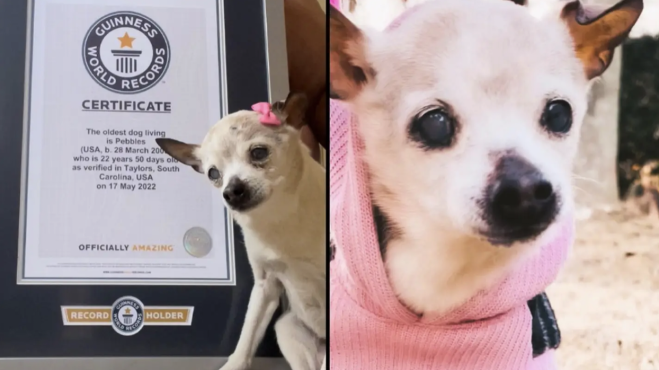 Pebble, il cane più vecchietto al mondo!