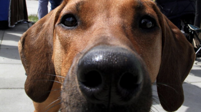 Lascia il cane in auto e va in piscina