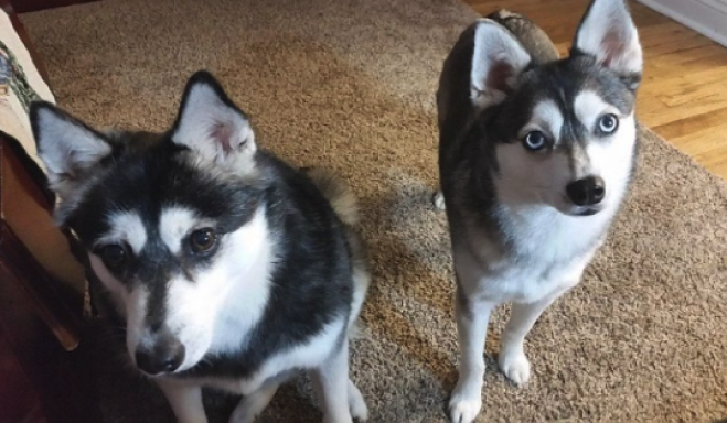 Biglietto vincente della lotteria divorato dai cani