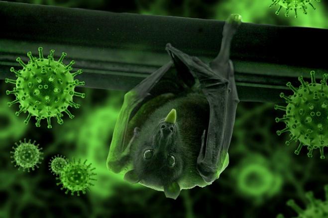 Piano per infettare i pipistrelli con il Covid
