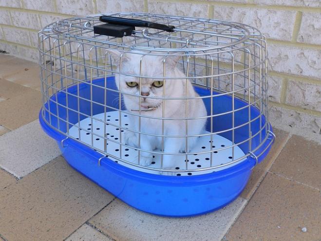 Aiuto, si va dal veterinario!