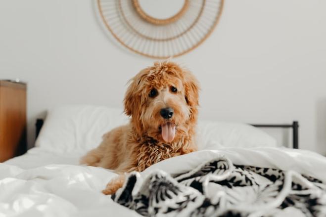 Super cucce, ma il letto è meglio!