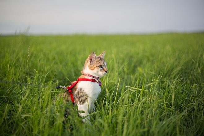 Aiuto, il mio gatto fa il cane!