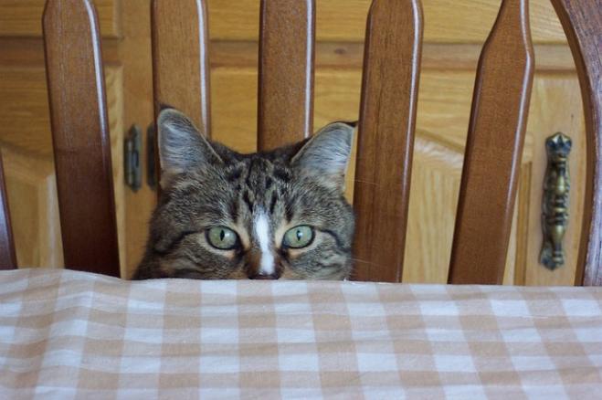 Il mio gatto rovescia tutto: perché?