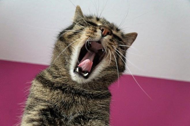 Anche il gatto si stressa: attenzione a questi segnali