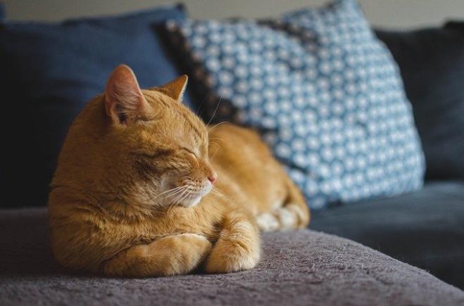 Quando il gatto non ci vuole