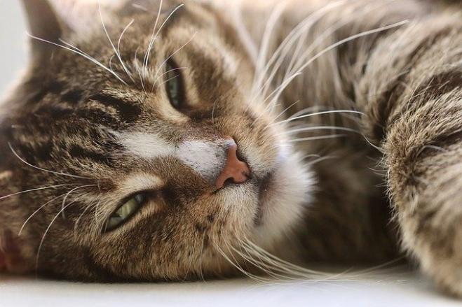 Occhi di gatto