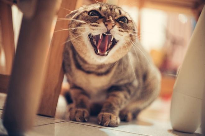 Logica felina, ovvero capire le pazzie del gatto