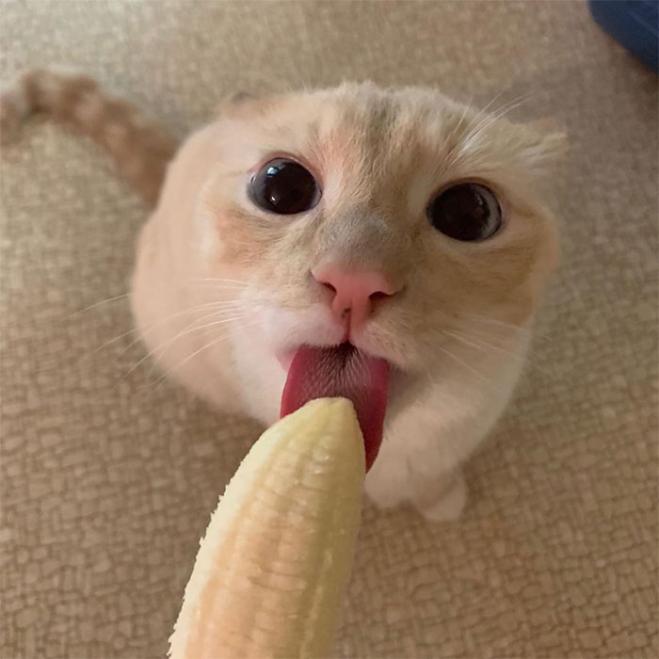 Gatto ossessionato dalle banane diventa virale nel web per via delle foto inappropriate!