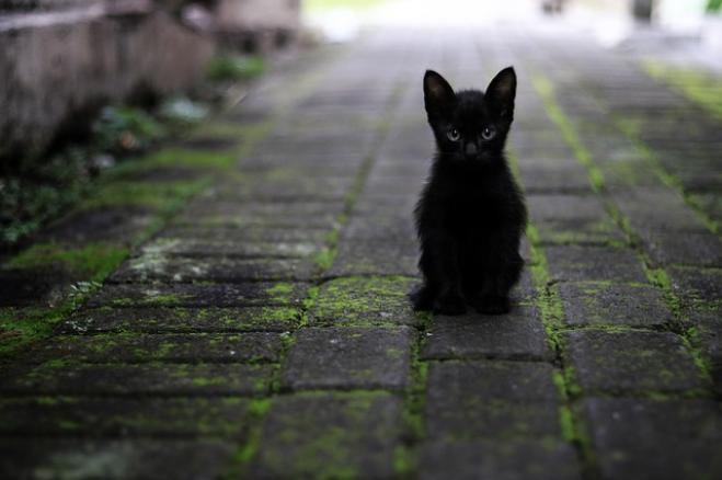 Gatti che spariscono e altri decapitati