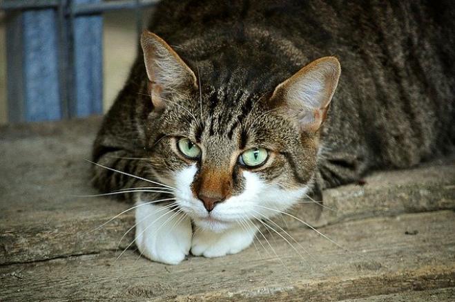 Fanno cremare il gatto ma era quello sbagliato