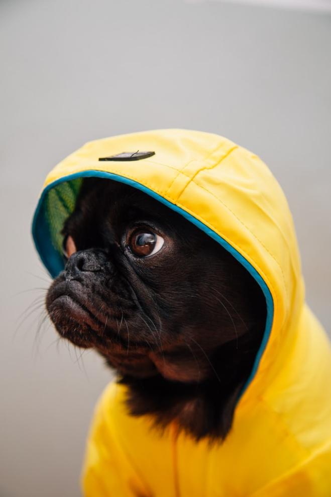 Il cane prevede il cambiamento del tempo?