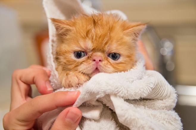 Si può lavare il gatto?