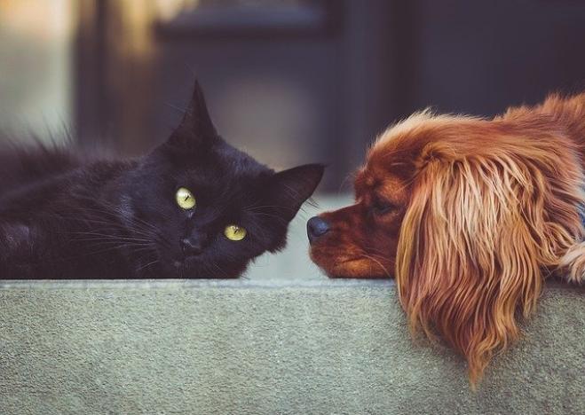 Pulire casa senza avvelenare cane o gatto