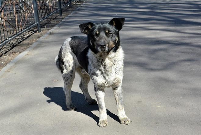 Cosa fare se si trova un cane per strada?