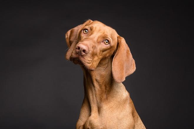 Cosa infastidisce veramente il cane?