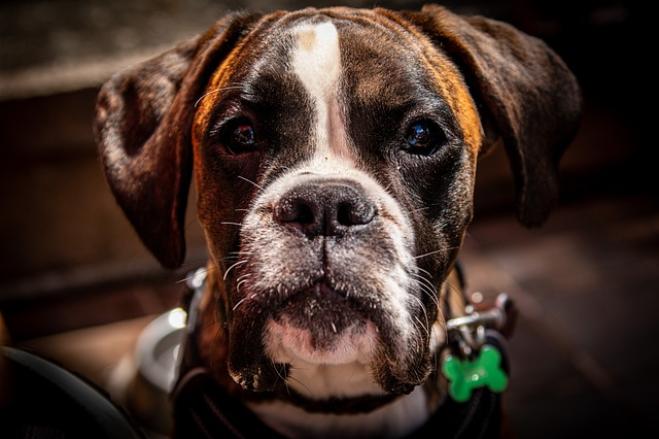 Cani con l’acne: che fare?