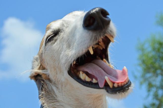 Sorrisi smaglianti e alito profumato