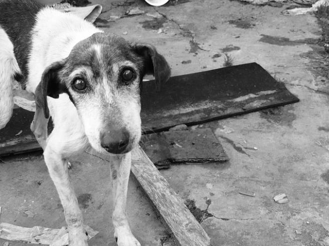 Salvati 29 cani da un uomo crudele