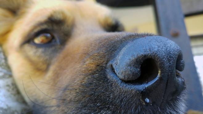 Corona Virus: la verità su cani e gatti