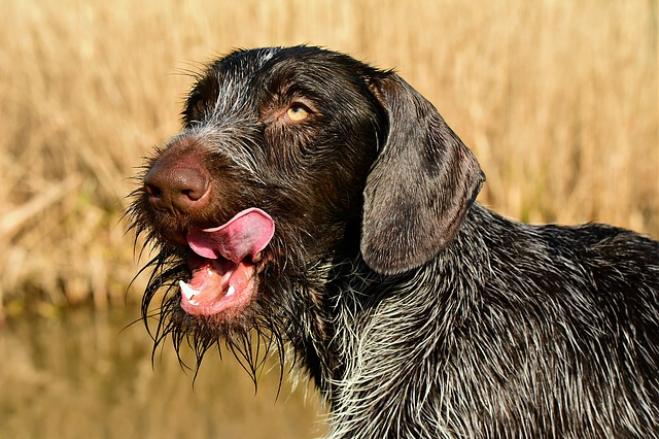 Quando il cane mangia la cacca del gatto