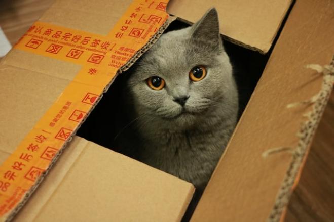 Gatti e scatole, un amore senza fine