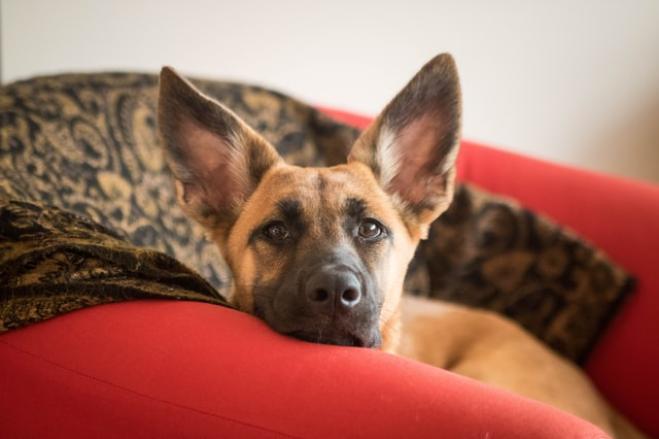 La dieta del cane: è quella giusta?