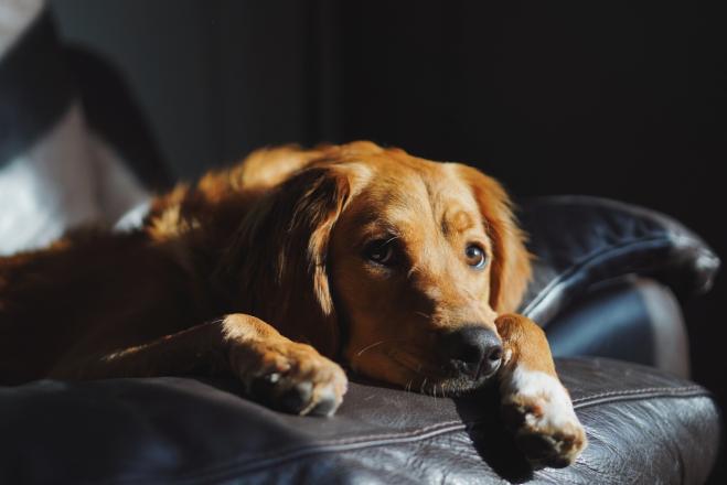 I nostri cani ci giudicano, sappiatelo!