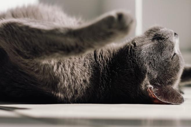 Quando il gatto va d’accordo con lo yoga