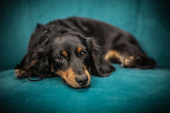 Il farmaco che allunga la vita dei cani