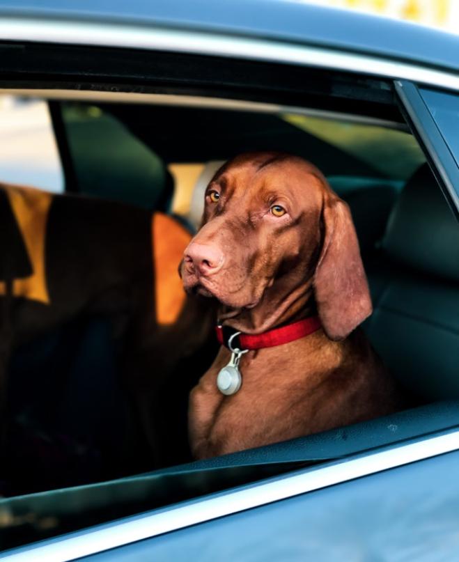 "Porco cane", espressione offensiva