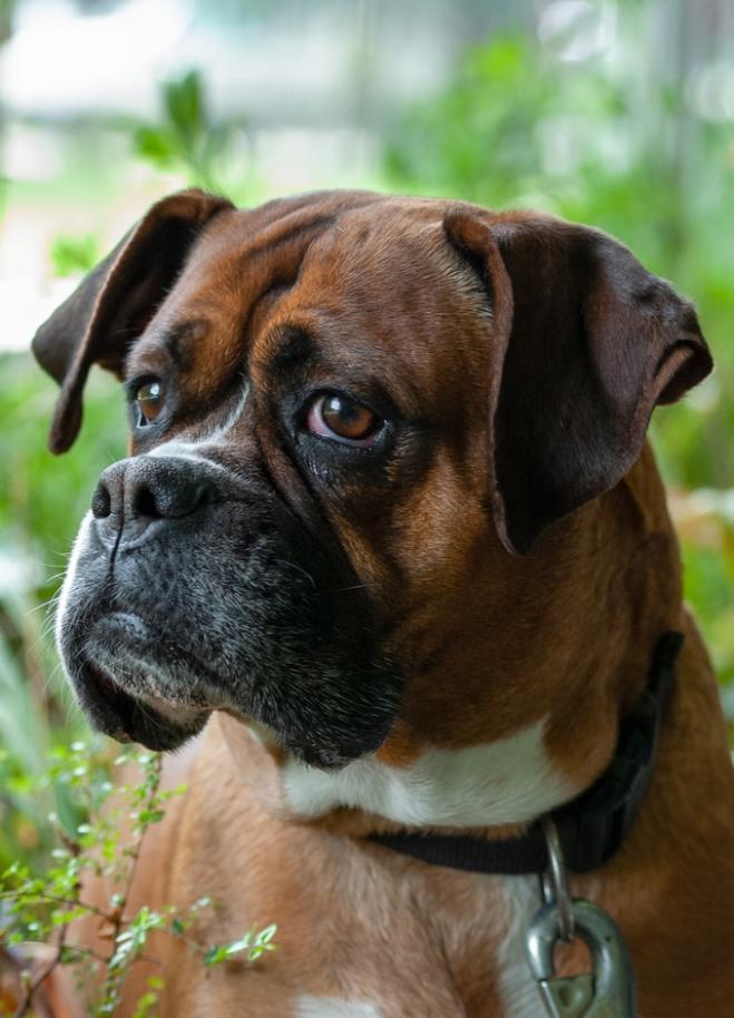 Le dipendenze del cane