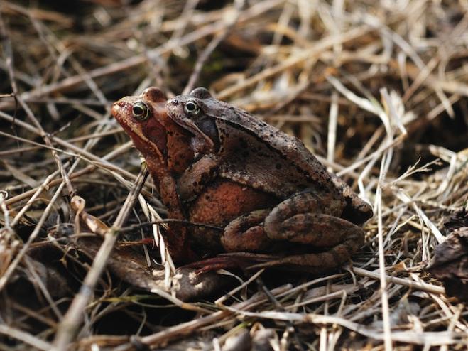 La rana che si finge morta per non accoppiarsi
