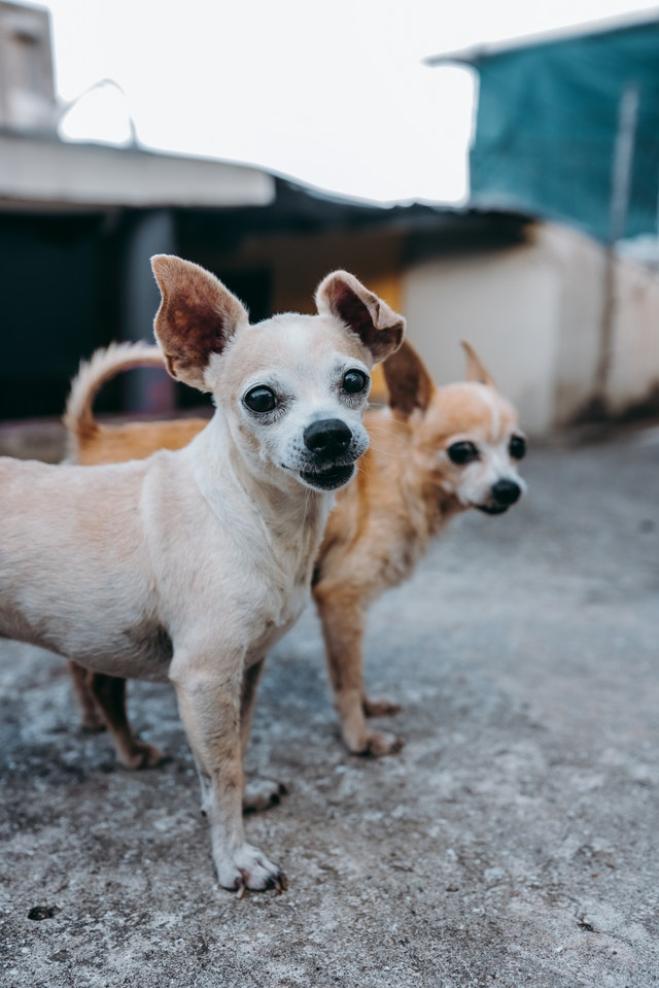 Coppia di chihuahua terrorizza cittadina inglese