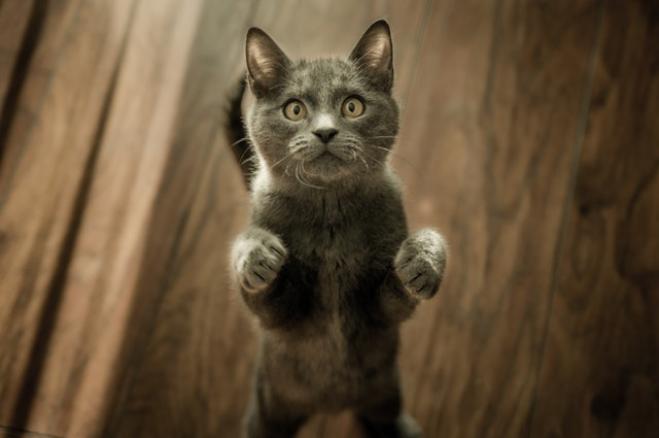 Attenzione a come giocate con il gatto!