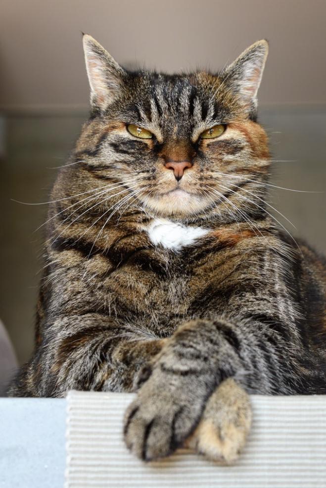 Perché il gatto ci fa l'occhiolino o socchiude gli occhi?