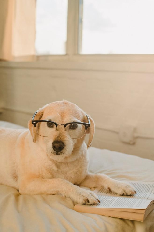 Quanto anni ha davvero il vostro cane?