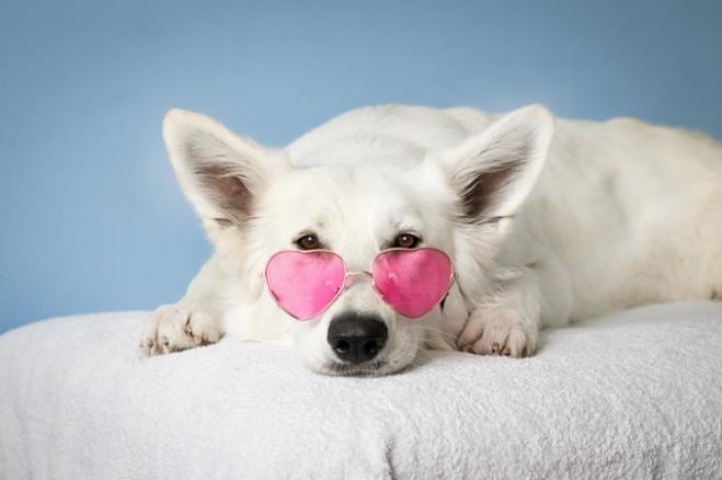 Cose che (forse) non sai sul cane
