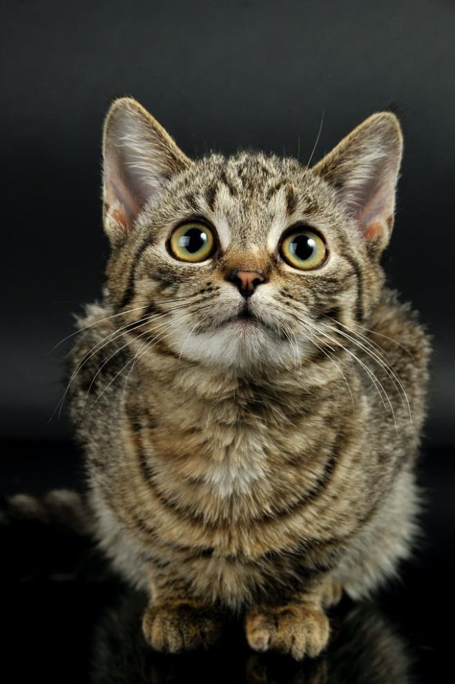 Cani e gatti vedono i fantasmi?