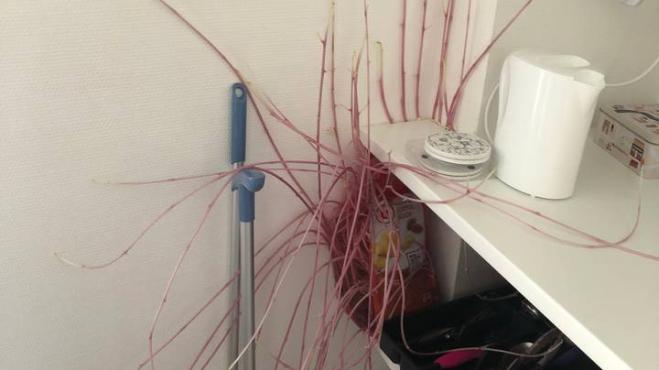 “Patate mutanti” prendono il controllo dell'abitazione dopo mesi di blocco causato dal covid-19