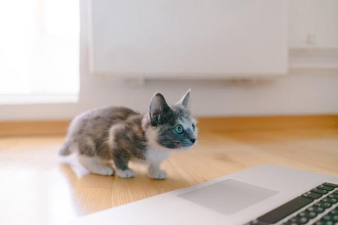  Di cosa ha paura il gatto?