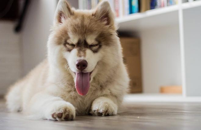 Il cane ride? E se sì, come fa?