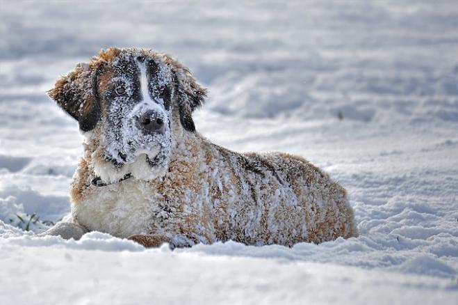 Pazzia da neve