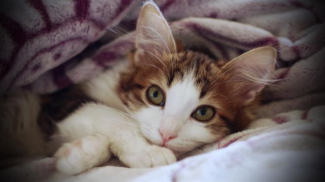 Il gatto soffre il freddo?