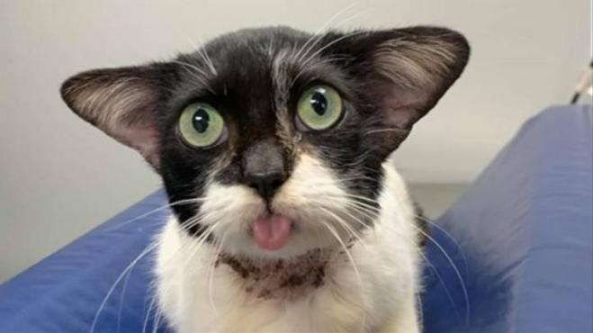 Gatto trovatello che somiglia incredibilmente a Baby Yoda diventa virale nel web! 