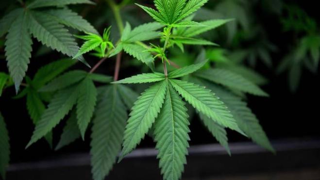 Alunni della scuola media mangiano dolci alla cannabis e finiscono in ospedale
