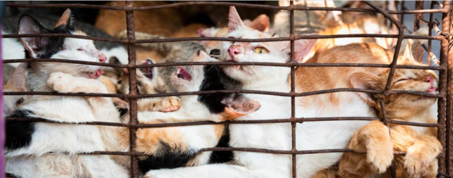 La strage dei gatti: orrore in Vietnam