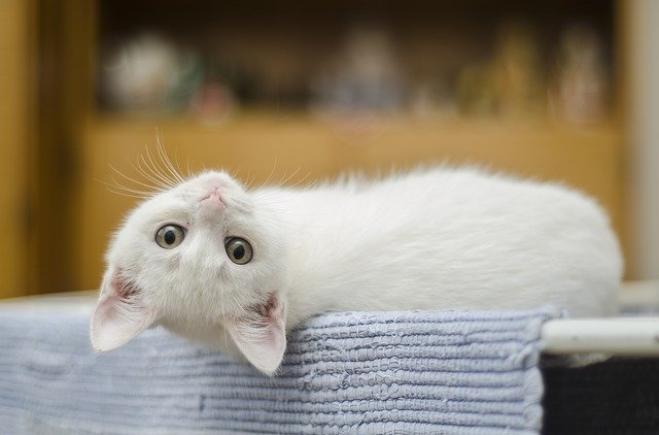 Quando il gatto fa i dispetti