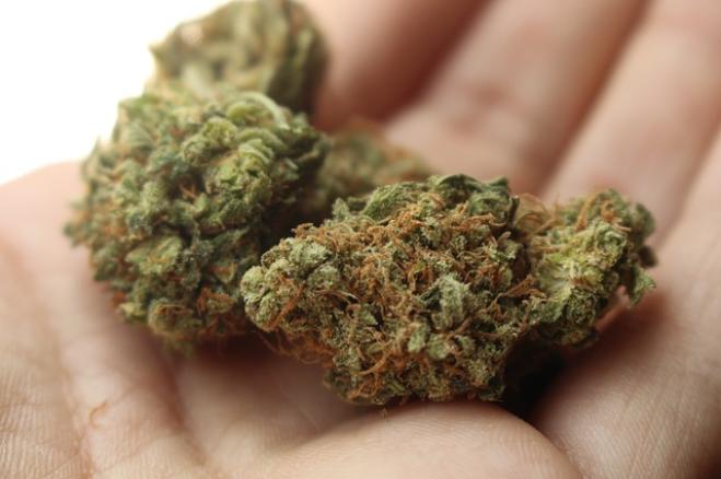 A Milano arriva la marijuana di cittadinanza